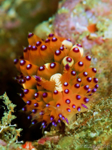 Janolus sp. nudibranch at Torpedo Alley, Rinca by Brian Mayes 
